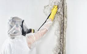 Langhorne Manor, PA Mold Prevention & Removal  Company